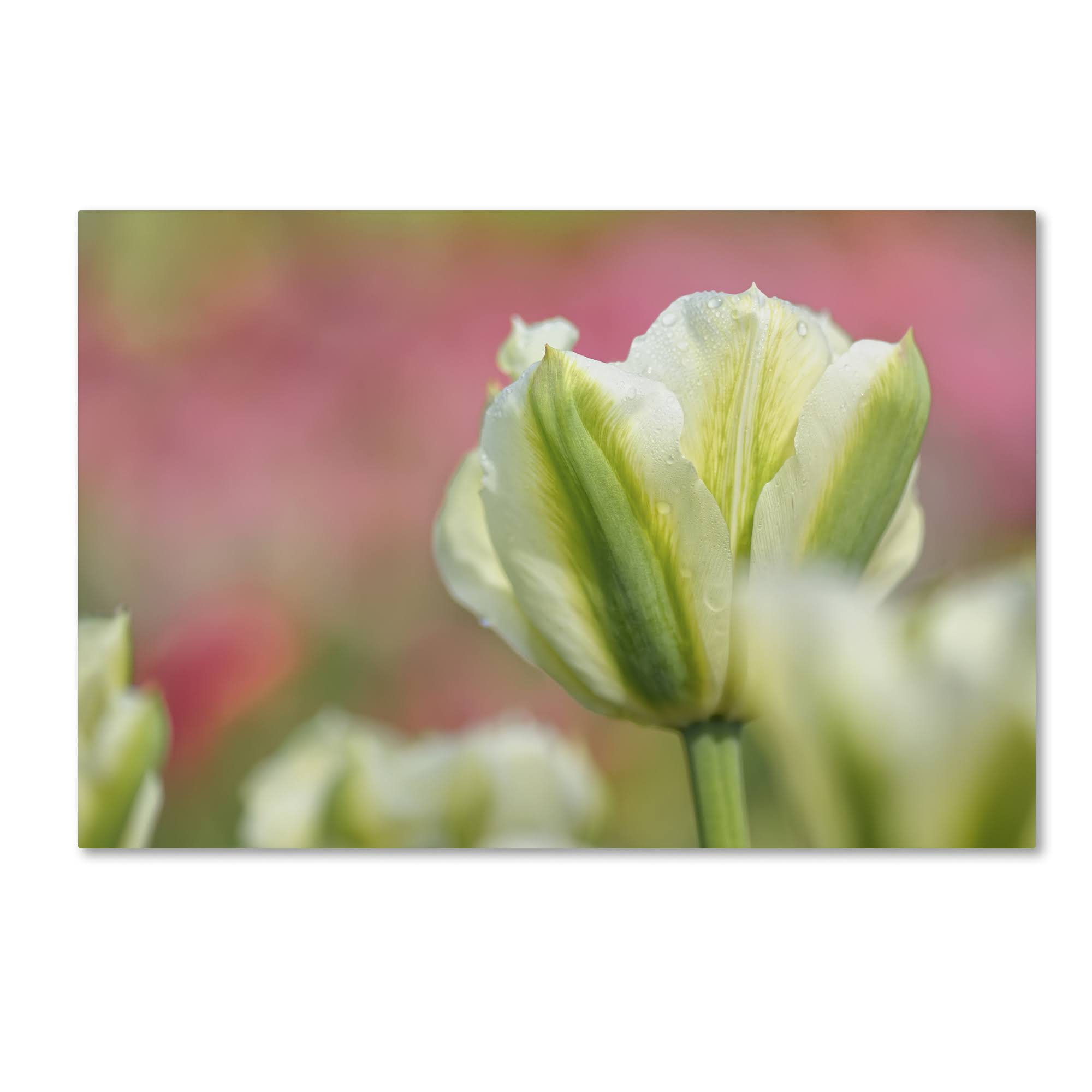 White and Green Tulip by Cora Niele, 16x24-Inch Canvas Wall 3YGSTI_NADQ