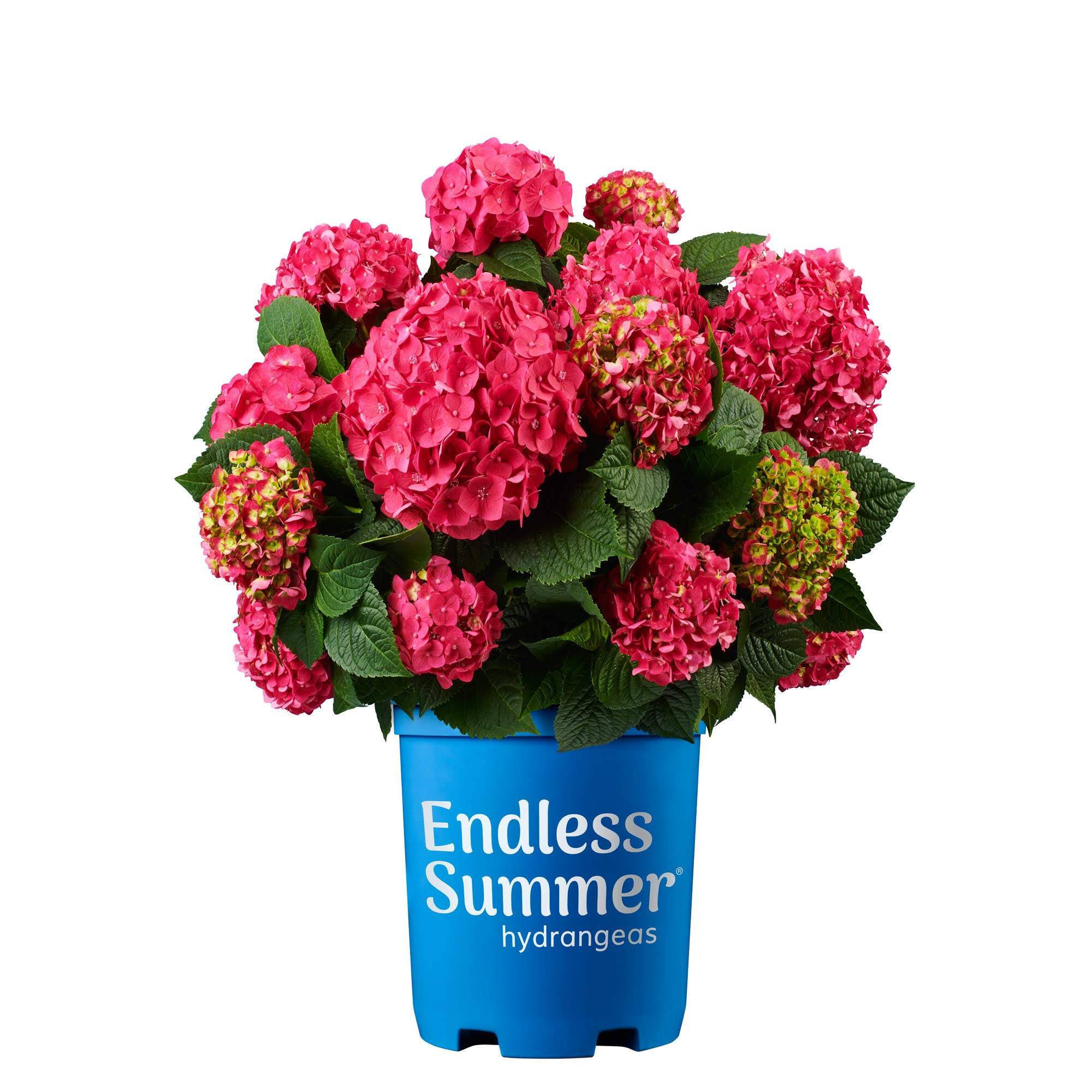 Endless Summer 2 gal. Summer Crush Hydrangea Plant with Raspberry Red or Neon Purple P11JDG_C0TM